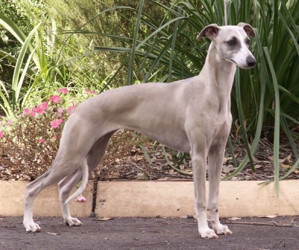 The Whippet Club Nsw Inc